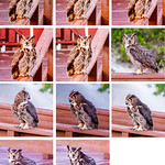 2021.04.25.01.D750 Great Horned Owl