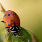 118/365 Ladybird