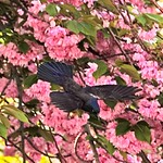 Common Grackle and Kwanzan Cherry blossom at the reservoir ,Central park.