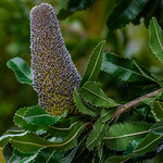 Banksia serrata 😎 (botanical portrait, budding)