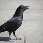 Leaving Cold April ...