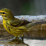 Wet Warbler 1