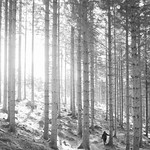 Skogen..