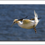 I&rsquo;m sure the aero industry could learn from these aerial masters.