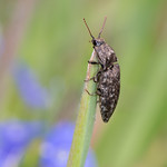 Agrypnus murinus