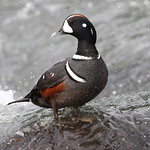 Harlequin Duck
