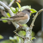 Visitor to my apple tree