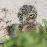Burrowing Owlet