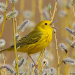 Yellow Warbler
