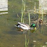 Kiss Kiss mon double