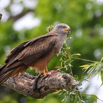 Milhafre-preto | Black kite (Milvus migrans)