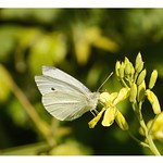Mariposa blanca de la col