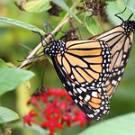 Monarch Nature DSC_6248