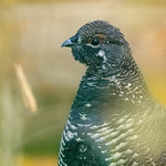 Spruce Grouse, male