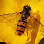 Hoverfly - Episyrphus balteatus - 050621 (3)