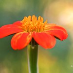 Thin Depth and Beauty