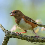 Eastern Towhee