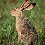 Jackrabbit