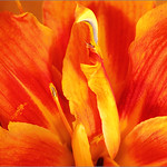 Orange Lily In The Front Garden