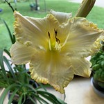 sweet daylily