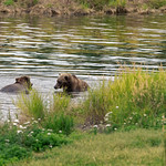 Attention Everyone! Nature Is for You! (Katmai National Park & Preserve)