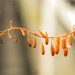 - Still in the orange vibe - (1)