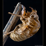 Annual Cicada