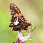 silver-spotted skipper (Epargyreus clarus) on rough blazing star (Liatris aspera) at Ludwig Prairie Preserve IA 653A4515