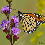 Monarch on Liatris aspera (Rough Blazing Star) &bull; native to MN