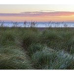 Beachgrass