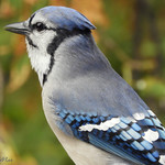 Blue Jay