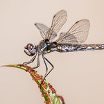 Variegated Meadowhawk Dragonfly At Rest