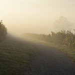 Matin d'automne dans le vignoble