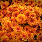 Who Let the Mums Out