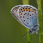 Gei&szlig;klee-Bl&auml;uling (Plebejus argus) ♂, Elsenborn, Ostbelgien