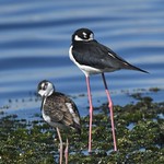Black-necked Stilt with youngster.