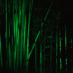 Green Light on Bamboo