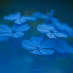 Good morning! おはよう、蒼い朝