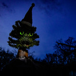 Mon Arbre de No&euml;l est arriv&eacute; / My Christmas tree has arrived