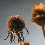 Old coneflower remnants to start a new year - Jan 1, 2022