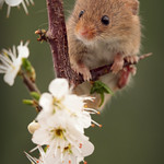 Harvest mouse and blossom