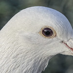 Snow White Turtle Dove