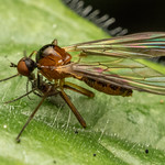 Hybotid Dance Fly (Ocydromia glabricula)