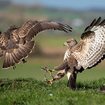 Fighting Buzzards