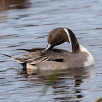 Northern Pintail