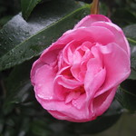 A Bejewelled Camellia