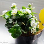 Blooming white Kalanchoe