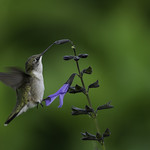 The Struggle to Survive_08094