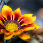 &ldquo;The bad news is time flies. The good news is you&rsquo;re the pilot&rdquo; - Michael Altshuler