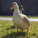 Ducks2